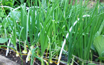 Onions at Mika Uganda Ltd