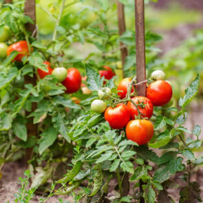 Tomatoes Among the Food Stuff at Mika Uganda